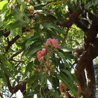 Corymbia ptychocarpa