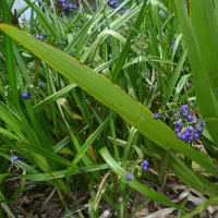 dianella