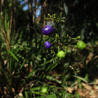 dianella