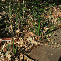 dianella