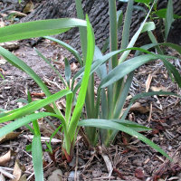 dianella