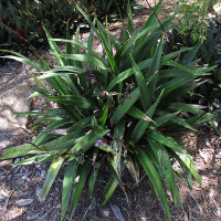 unknown Dianella