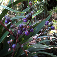 unknown Dianella