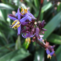 unknown Dianella