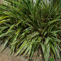 Variegated Dianella