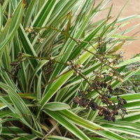 Variegated Dianella