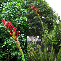 Doryanthes palmeri