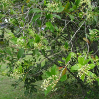 Unidentified lillypilly