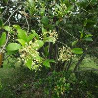 Unidentified lillypilly