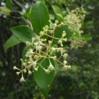 Unidentified lillypilly