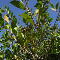 Unidentified lillypilly