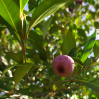 Unidentified lillypilly