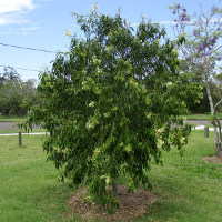 Unidentified lillypilly