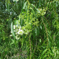 Unidentified lillypilly