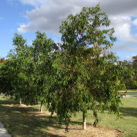 Unidentified lillypilly