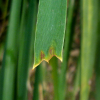 Lomandra longifolia