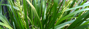 subject tag image