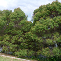 Melaleuca linariifolia Claret Tops