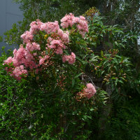 Ornamental Corymbia