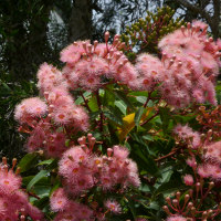 Ornamental Corymbia