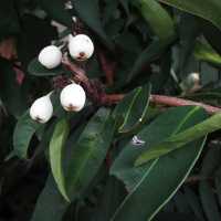 Syzygium wilsonii