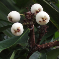 Syzygium wilsonii