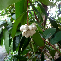 Syzygium wilsonii