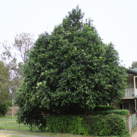 Waterhousea floribunda syn Syzygium floribundum