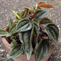 Peperomia buntingii