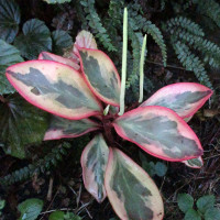 Peperomia clusiifolia Jelly