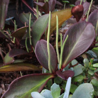 Probably a dark-leaved form of Peperomia clusiifolia