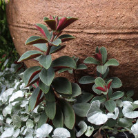 Peperomia verticillata Red log peperomia