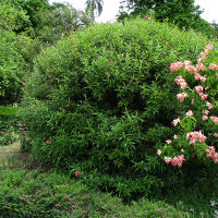 Arachnothryx leucophylla syn. Rondeletia leucophylla