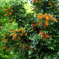 Variegated Schefflera arboricola