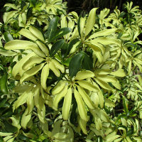 Schefflera arboricola Mme de Smet