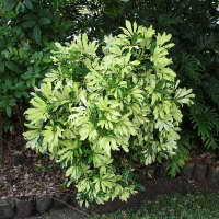 Schefflera arboricola Mme de Smet