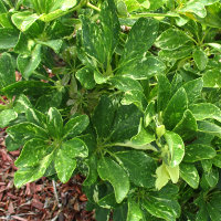 Schefflera arboricola spotted cultivar