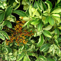 Schefflera arboricola