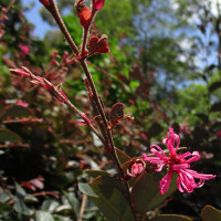 Loropetalum chinense