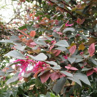 Loropetalum chinense