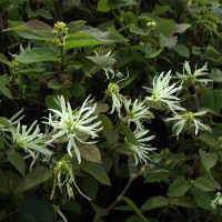 Loropetalum chinense