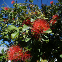 Metrosideros unidentified cultivar