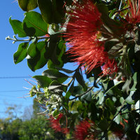 Metrosideros unidentified cultivar