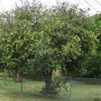 Metrosideros unidentified cultivar