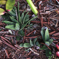 Gasteria Little Warty