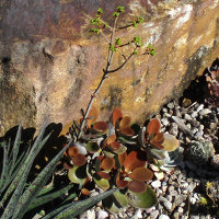 Kalanchoe orgyalis