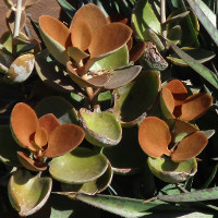 Kalanchoe orgyalis