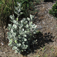 Kalanchoe silver spoons