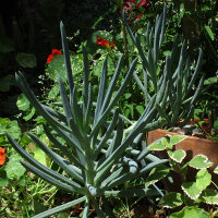 Senecio mandraliscae