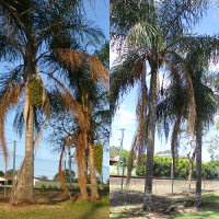 Syagrus romanzoffianum Cocos palm